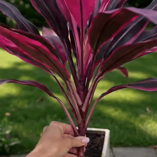🔥Last Day 50% OFF🔥2Pcs Artificial Boston Fern & Dragon's Blood Tree Plants
